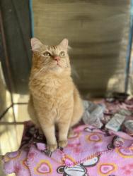 Lost Male Cat last seen Dover St. and Roca at The Groves neighborhood Mesa AZ, Mesa, AZ 85213
