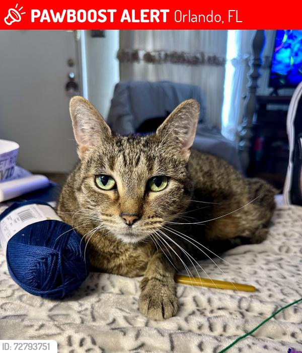 Lost Male Cat last seen Central Florida Parkway and Gateway Ave, Orlando, FL 32821