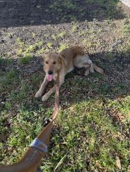 Found/Stray Male Dog last seen Challaburton and Cherrydale, Farmers Branch, TX 75234