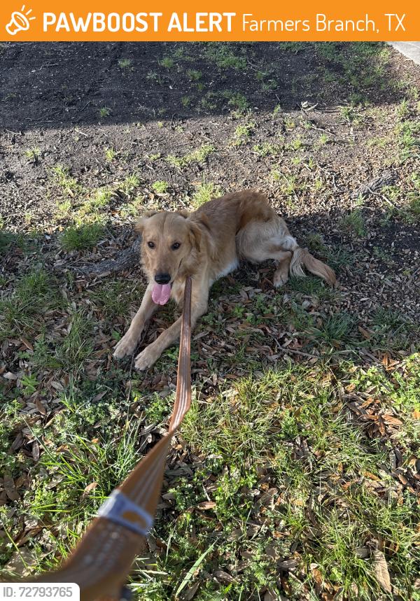 Found/Stray Male Dog last seen Challaburton and Cherrydale, Farmers Branch, TX 75234