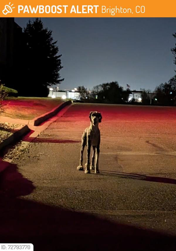 Found/Stray Unknown Dog last seen Behind Target at Prairie Center , Brighton, CO 80601