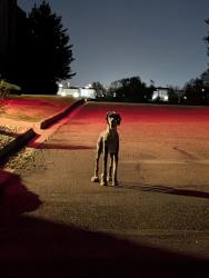 Found/Stray Unknown Dog last seen Behind Target at Prairie Center , Brighton, CO 80601