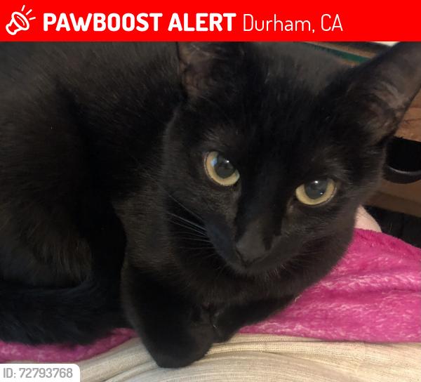 Lost Female Cat last seen Durham Park, Durham, CA 95938