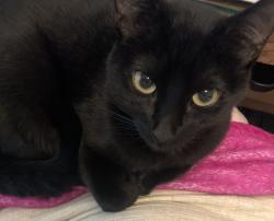 Lost Female Cat last seen Durham Park, Durham, CA 95938