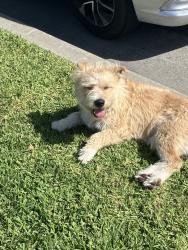 Found/Stray Male Dog last seen Gifford Ave & E 52nd St, Maywood, CA 90270