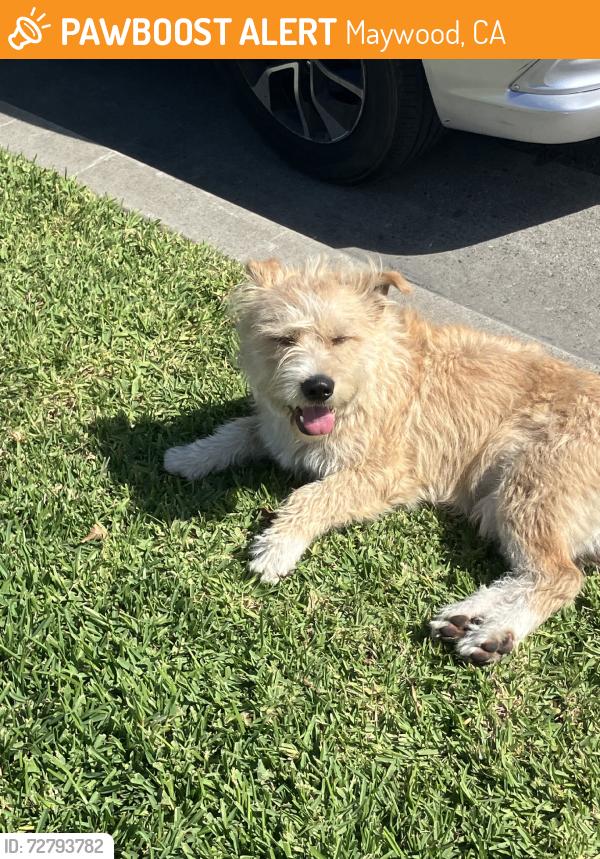 Found/Stray Male Dog last seen Gifford Ave & E 52nd St, Maywood, CA 90270