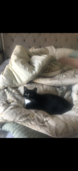 Reunited Female Cat last seen Rodgers Lake Rd, Kannapolis, NC, Kannapolis, NC 28083