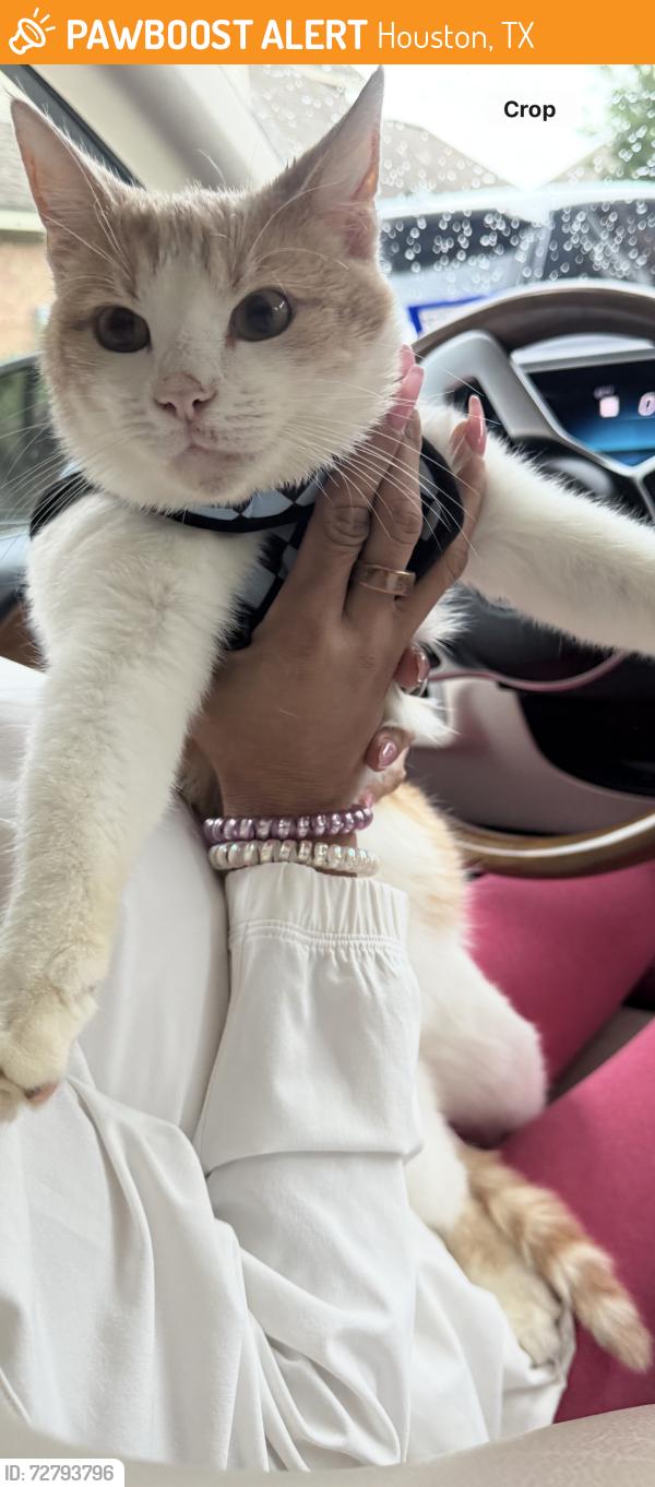 Found/Stray Male Cat last seen Westpark Dr, between West Houston Bvl and Dairy Ashford. Inside the Gated Shadowlake Court section, Houston, TX 77082