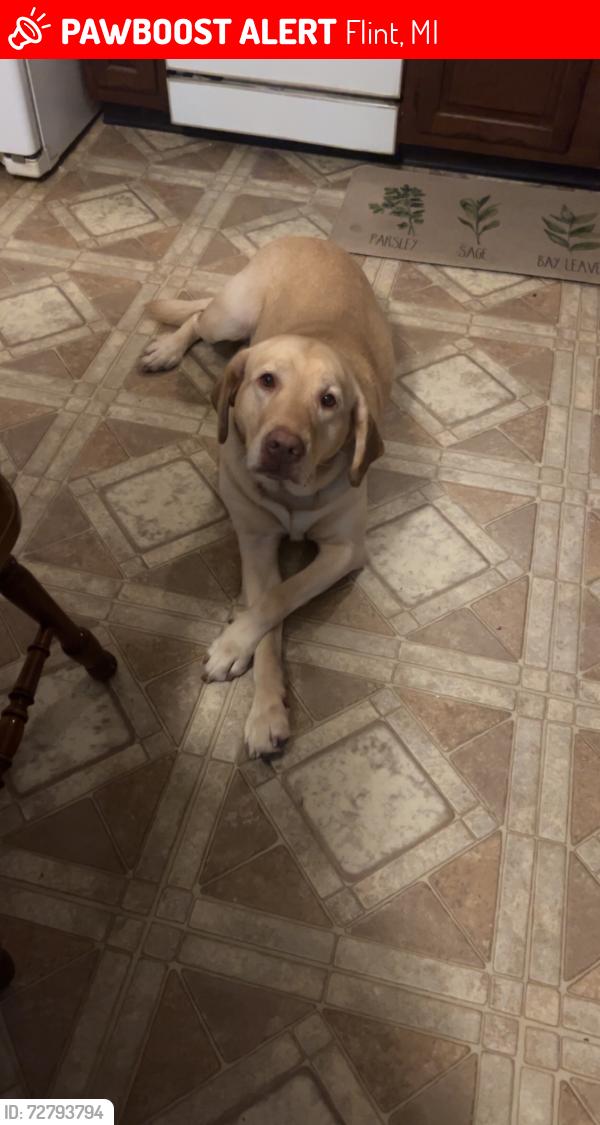 Lost Male Dog last seen captains lane & williamsburg, Flint, MI 48507