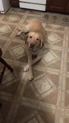 Lost Male Dog last seen captains lane & williamsburg, Flint, MI 48507