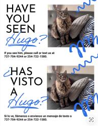 Lost Male Cat last seen Lamar and masterson, Austin, TX 78758