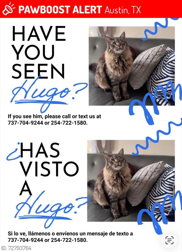 Lost Male Cat last seen Lamar and masterson, Austin, TX 78758