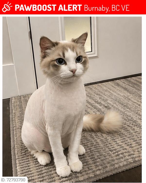 Lost Female Cat last seen Rayside st , Burnaby, BC V5E