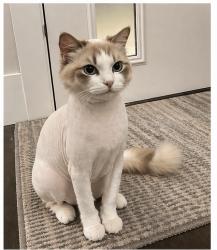 Lost Female Cat last seen Rayside st , Burnaby, BC V5E