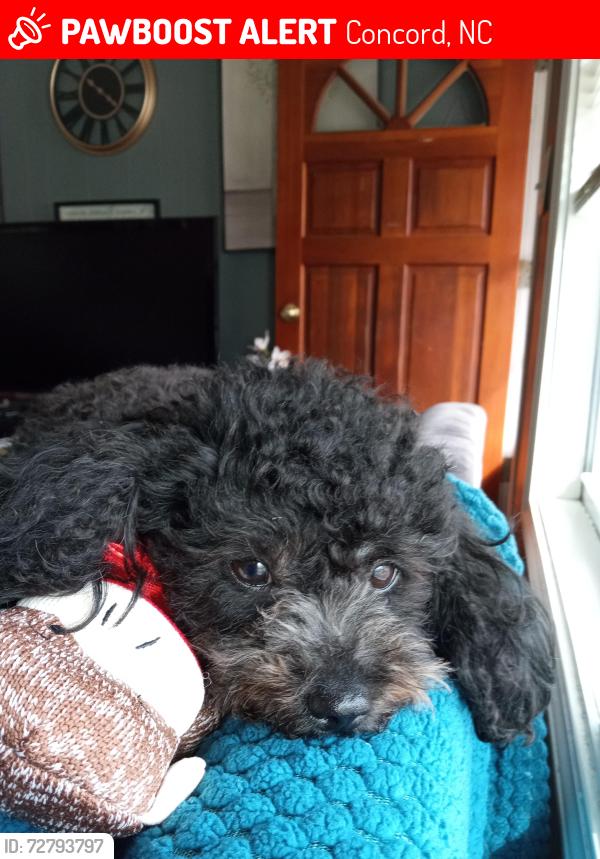 Lost Female Dog last seen Copperfeild market , Concord, NC 28025
