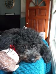 Lost Female Dog last seen Copperfeild market , Concord, NC 28025
