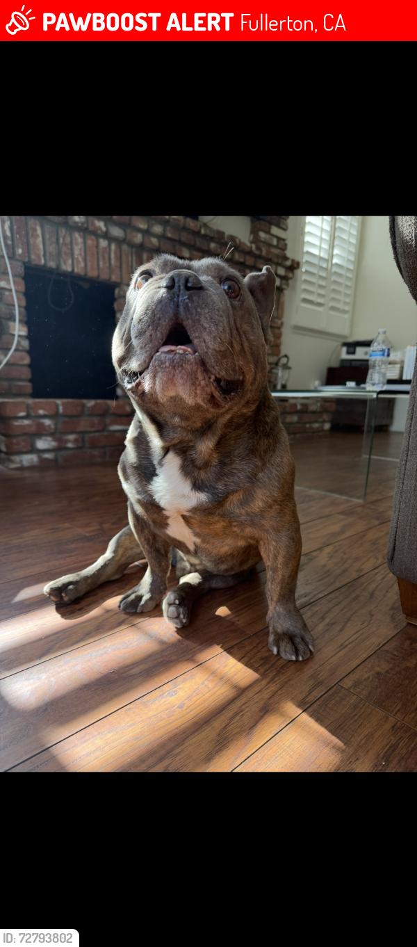 Lost Male Dog last seen Coyote hills neighborhood , Fullerton, CA 92833
