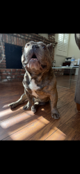 Lost Male Dog last seen Coyote hills neighborhood , Fullerton, CA 92833
