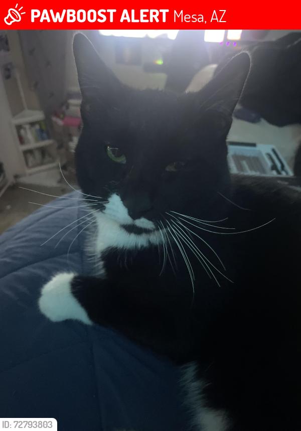 Lost Male Cat last seen Near E isleta Mesa, Mesa, AZ 85209