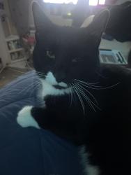 Lost Male Cat last seen Near E isleta Mesa, Mesa, AZ 85209