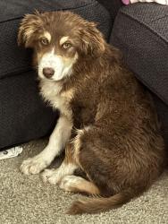 Found/Stray Female Dog last seen Near Anderson Cir Woodland, CA 95776, Woodland, CA 95776