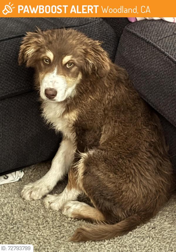 Found/Stray Female Dog last seen Near Anderson Cir Woodland, CA 95776, Woodland, CA 95776
