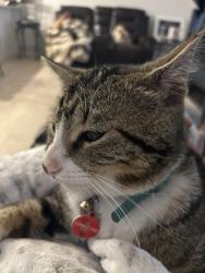 Lost Male Cat last seen Sunset oaks, Hays County, TX 78656