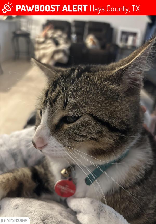 Lost Male Cat last seen Sunset oaks, Hays County, TX 78656