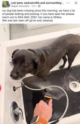Lost Female Dog last seen Girvin & Joeandy , Jacksonville, FL 32225