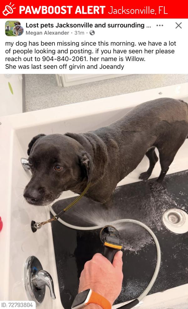 Lost Female Dog last seen Girvin & Joeandy , Jacksonville, FL 32225