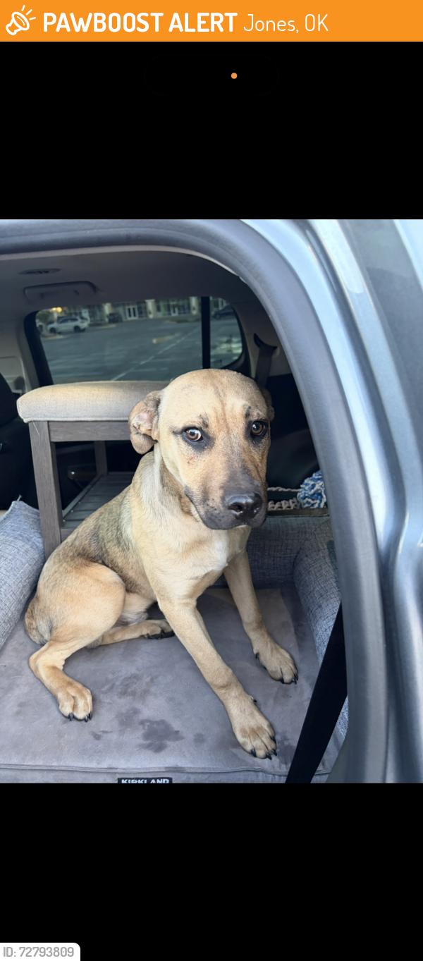 Found/Stray Male Dog last seen Near Canadian river and jones Oklahoma , Jones, OK 73049