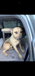 Found/Stray Male Dog last seen Near Canadian river and jones Oklahoma , Jones, OK 73049