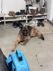 Found/Stray Female Dog last seen Union and Vineland , Beaumont, CA 92223