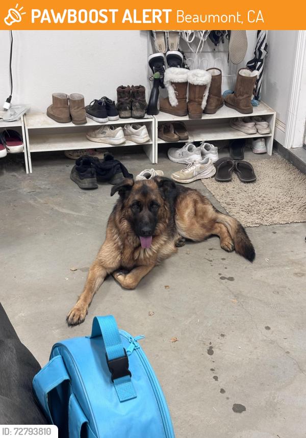 Found/Stray Female Dog last seen Union and Vineland , Beaumont, CA 92223