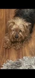 Lost Female Dog last seen Banner Elk/ Banner Elk Court Stn Mtn , DeKalb County, GA 30083