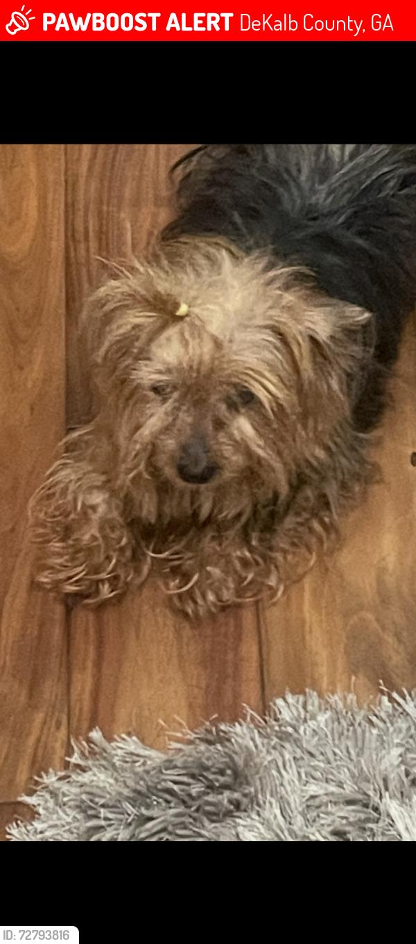 Lost Female Dog last seen Banner Elk/ Banner Elk Court Stn Mtn , DeKalb County, GA 30083