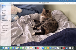 Lost Female Cat last seen chatsworth ca lake monar , Chatsworth Lake Manor, CA 91311
