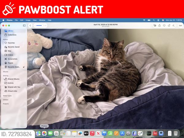 Lost Female Cat last seen chatsworth ca lake monar , Chatsworth Lake Manor, CA 91311