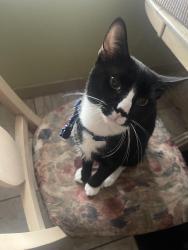 Lost Male Cat last seen Dundalk MD 21222, Baltimore, MD 21224