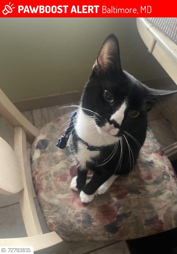 Lost Male Cat last seen Dundalk MD 21222, Baltimore, MD 21224
