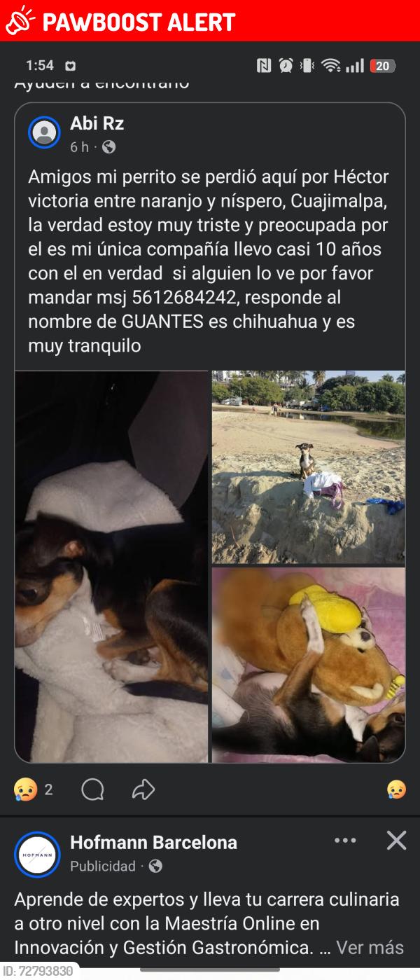 Lost Male Dog last seen Entre naranjo y níspero se fue dirección hacia el yaqui, Ciudad de México, CDMX 05200