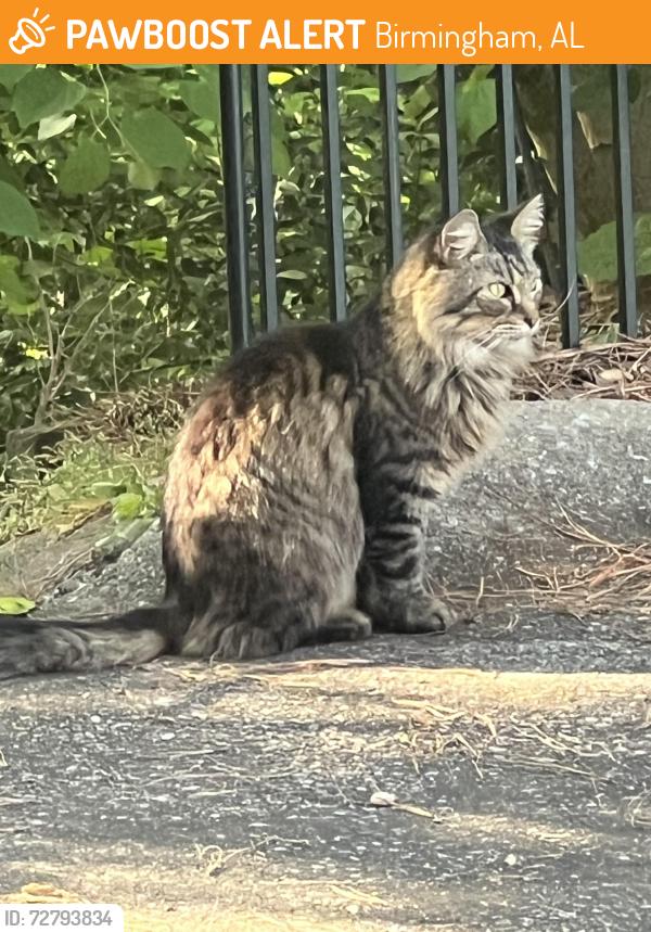 Found/Stray Unknown Cat last seen Hey 119, Birmingham, AL 35242