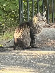 Found/Stray Unknown Cat last seen Hey 119, Birmingham, AL 35242