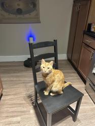 Lost Male Cat last seen Hawk view , Round Rock, TX 78665