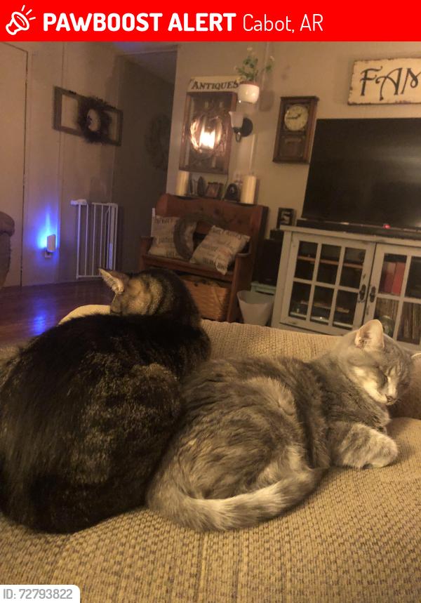 Lost Female Cat last seen Willie Ray Drive. , Cabot, AR 72023