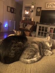 Lost Female Cat last seen Willie Ray Drive. , Cabot, AR 72023