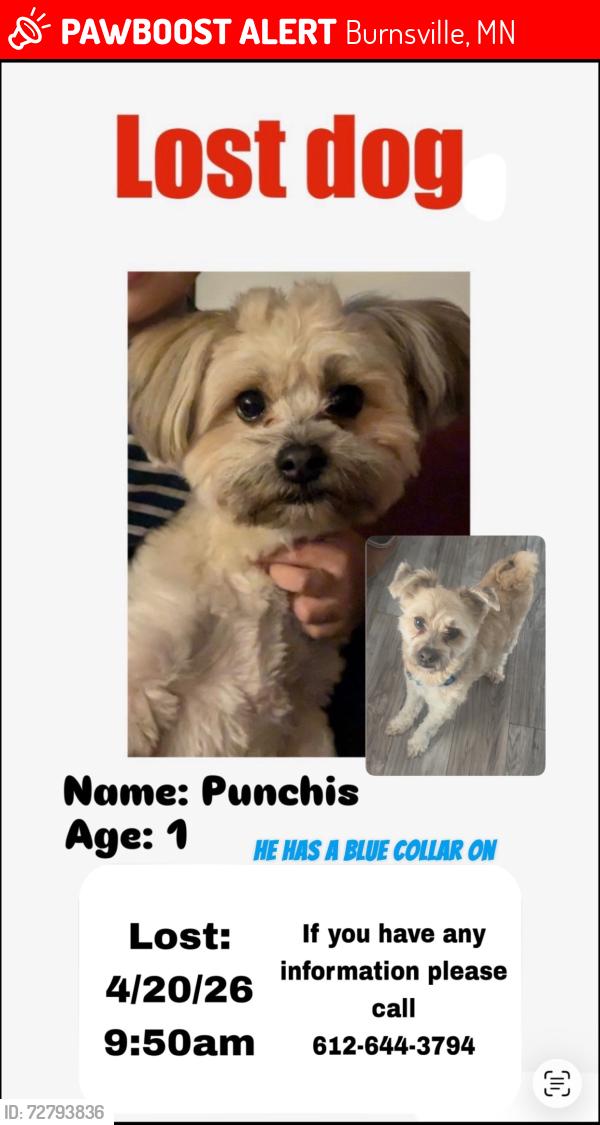 Lost Male Dog last seen Buck hill and 46, Burnsville, MN 55306