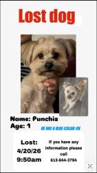 Lost Male Dog last seen Buck hill and 46, Burnsville, MN 55306