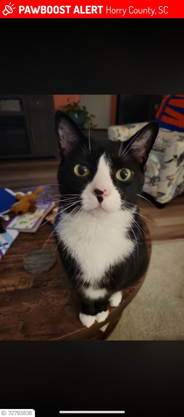 Lost Male Cat last seen Near , Salem Road, Harmony at st James, near st James high school  , Horry County, SC 29588