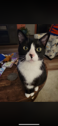Lost Male Cat last seen Near , Salem Road, Harmony at st James, near st James high school  , Horry County, SC 29588